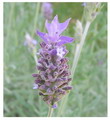 Official lavender